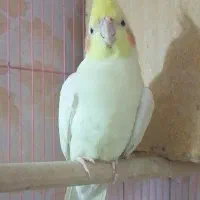 عروس هلندی مولد