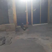 خروس|حیوانات مزرعه|جوانرود, |دیوار