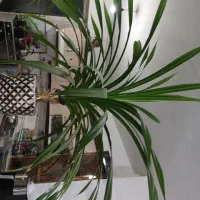 گل پاندانوس|گل و گیاه طبیعی|کنگاور, |دیوار