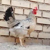 مرغ وخروس