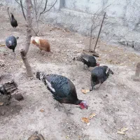 بوقلمون محلی با وزن|حیوانات مزرعه|مشگین شهر, |دیوار