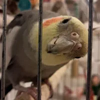 طوطی رام و هنرمند