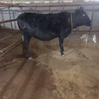 یک گاو جوان آبستن سنگین