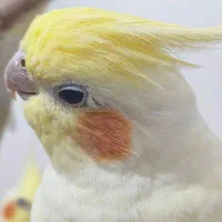 عروس هلندی نر و ماده