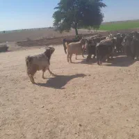 بز داشت ۹جفت