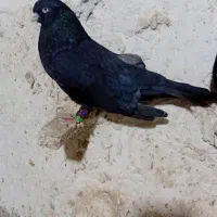 جفت زاغ آبادانی نر و ماده