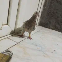 کفتر