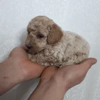 واگذاری توی پودل خالص|سگ|تبریز, |دیوار