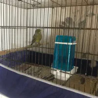 قناری گلستر|پرنده|رشت, کوی فکوری|دیوار