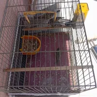 قناری گلبسر