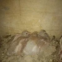 کبوترجوجه سرلاکی