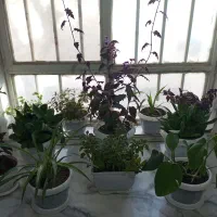 گل و گیاه|گل و گیاه طبیعی|نیشابور, شریعتی|دیوار