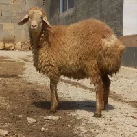 بره چاق
