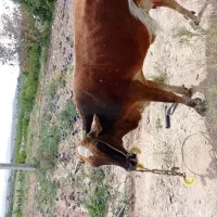 گاو زاییده با گوساله با ۱۰کیلو شیر در روز