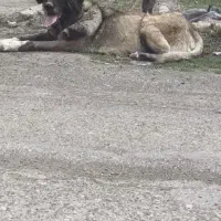 سگ ماده سرابی