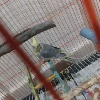 عروس هلندی نر دوکت