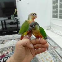 طوطی گرینچیک‌