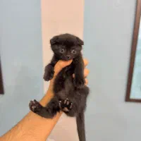 اسکاتیش فولد خالص بلک