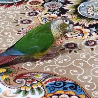 طوطی گرینجیک