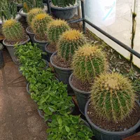 کاکتوس اچینو ۸ و ۹ ساله فقط ۲۵۰ تومان