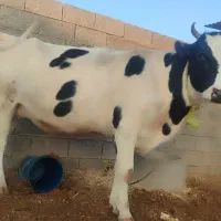 گاو خارجی نزدیک زایمان|حیوانات مزرعه|کرخه, |دیوار