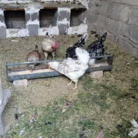 مرغ گلین اصل