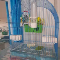 قفس|لوازم جانبی حیوانات|رشت, جهاد|دیوار