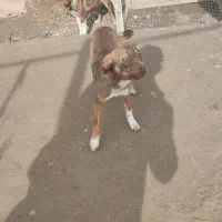 پاکوتا|سگ|بناب, |دیوار