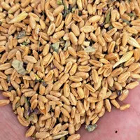 گندم و جو|لوازم جانبی حیوانات|مرودشت, رودبال|دیوار