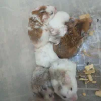 همستر دستی ورام