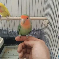 مرغ عشق طوطی برزیلی عروس هلندی کبوتر ویپ قناری فنچ