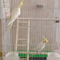 عروس هلندی سخنگو