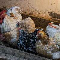 تخم کوشین|حیوانات مزرعه|رشت, جانبازان|دیوار