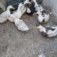 فروش اردک