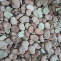 باقلا|خوردنی و آشامیدنی|قائم‌شهر, |دیوار