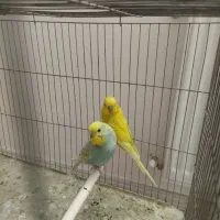 مرغ عشق|پرنده|صدرا-فارس, فاز ۲|دیوار