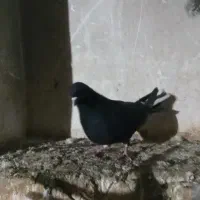 گفت. طوقی|پرنده|ویلکیج, |دیوار