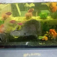 آکواریوم شیشه خم با ماهی و وسایل