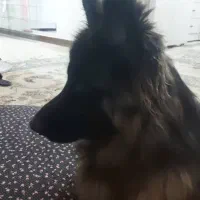 ژرمن ماده شجره دار بلک فیس|سگ|یزد, |دیوار