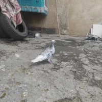 کبوتر زوردار پرشی دم سفید|پرنده|کرمانشاه, |دیوار