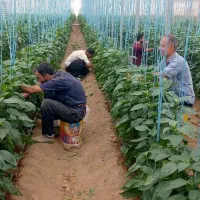 کار در گلخانه خود را به ما بسپارید