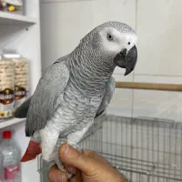 کاسکو سخنگو