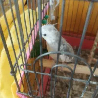 عروس هلندی وایت فیس با قفس وچال|پرنده|شیراز, شهرک پرواز|دیوار