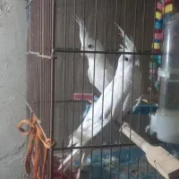 عروس هلندی|پرنده|مرند, |دیوار