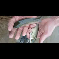 بچه ماهی|ماهی|رشت, حمیدیان|دیوار