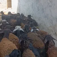 بره نر قره قزل|حیوانات مزرعه|تیکمه داش, |دیوار