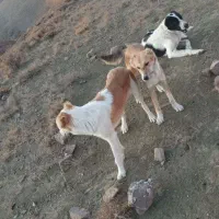 توله سگ فروشی|سگ|اسفراین, |دیوار