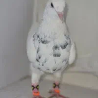 کبوتر طوقی درجه یک|پرنده|شاهین‌شهر, حافظ شمالی|دیوار