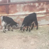 فروش ۳ عدد کهره نر چاق|حیوانات مزرعه|جنت, |دیوار