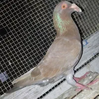 معاوضه با یک جفت کبوتر  نرپر نروماده باشن